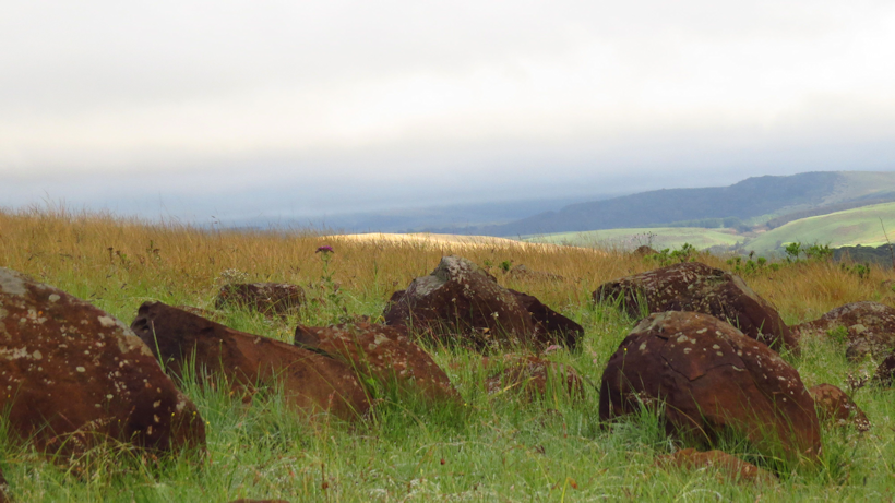 Imsge of a section of the Dargle Nature Reserve - grassland and rocks